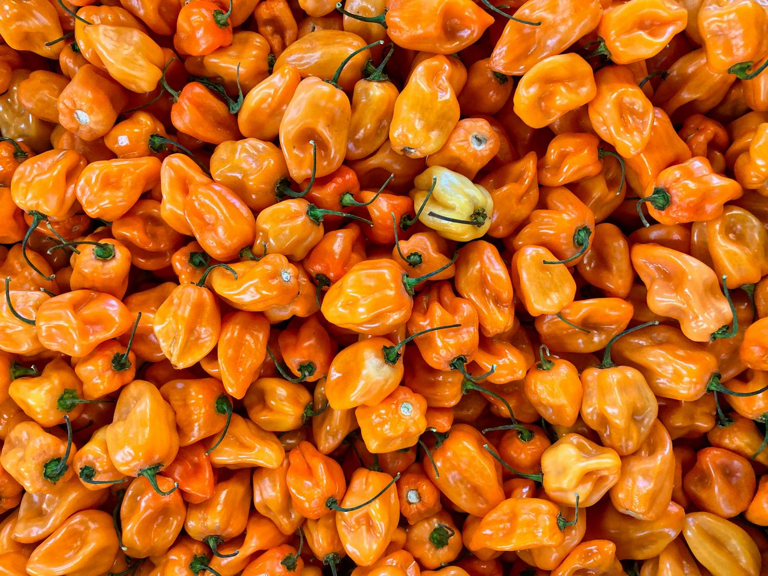 Gdzie kupić papryczki habanero?